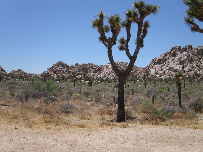 Joshua Tree